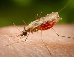de nouveaux traitements contre le paludisme