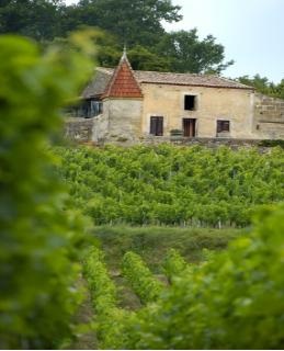 Un été dans les vignes ! Castillon Côtes de Bordeaux.