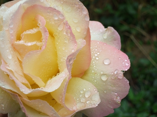 Concours Floralies Internationales 15