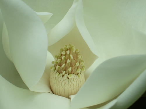 Concours Floralies Internationales 16