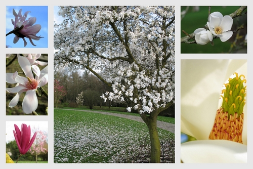 Concours Floralies Internationales 17