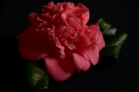 Concours Floralies Internationales 19
