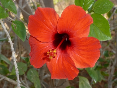 Concours Floralies Internationales 7
