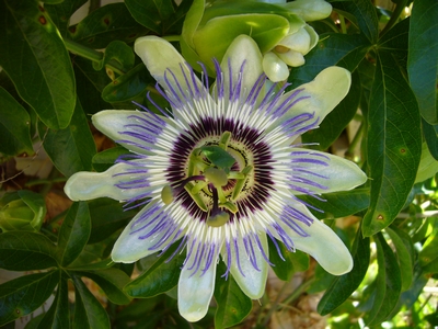 Concours Floralies Internationales 8