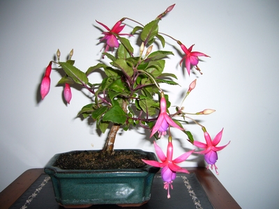 Concours Floralies Internationales 9