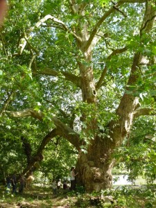 arbr_photo_1_large