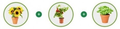 Image-plantes