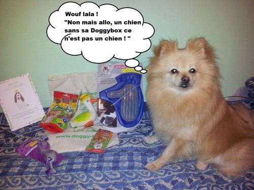 heaven et la doggy box 1