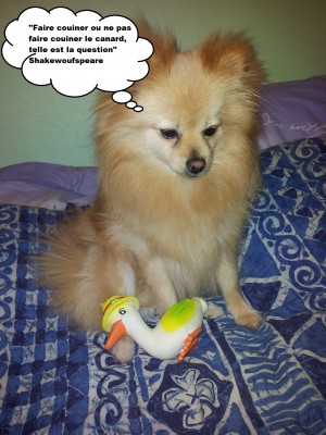 heaven et la doggy box 3