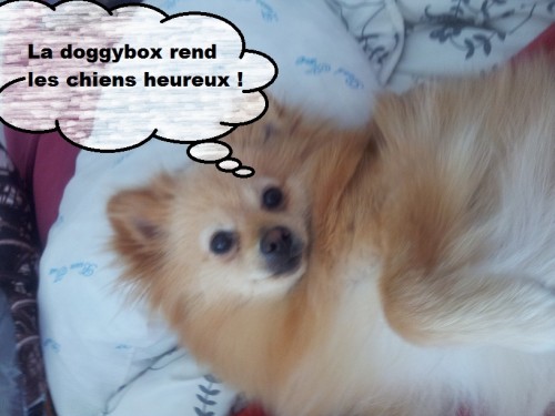 heaven et la doggy box 4