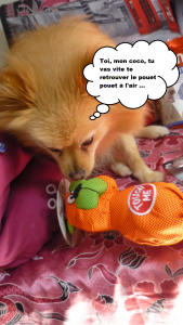 heaven doggybox 2