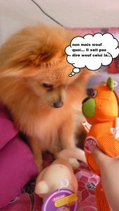 heaven doggybox4