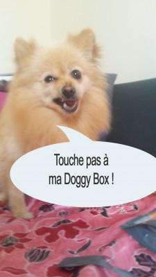 heaven doggy box 2