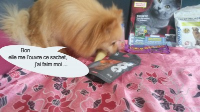 heaven doggy box 3