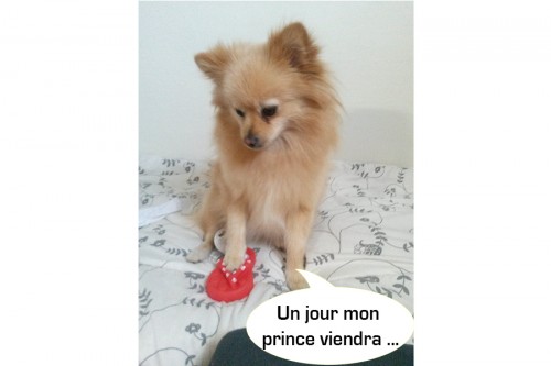 heaven Doggy box 3