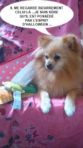 HEAVEN DOGGY BOX 3