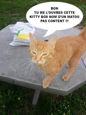 kitty box 3