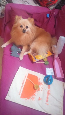 heaven doggy box halloween 1