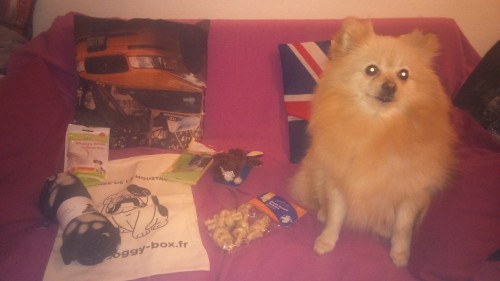 heaven doggy box moustache