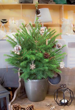 my-little-sapin-nature