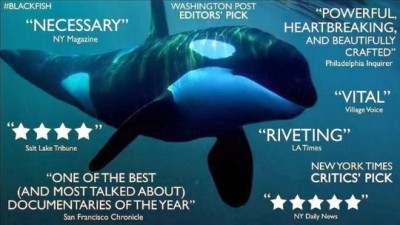 blackfish orques