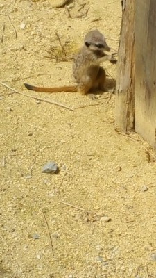 Un des bebes suricates