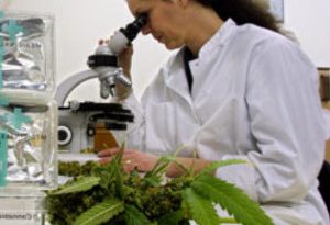 cannabis-et-sante