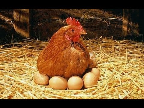 Poule