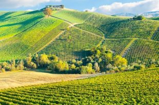 le vignoble français