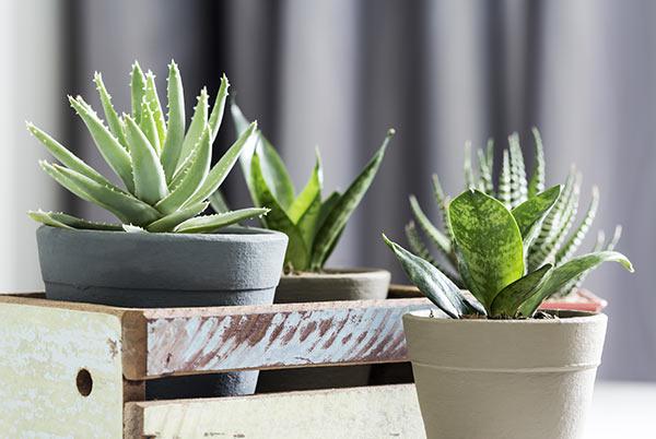 ALOE VERA