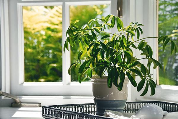 Le shéfflera