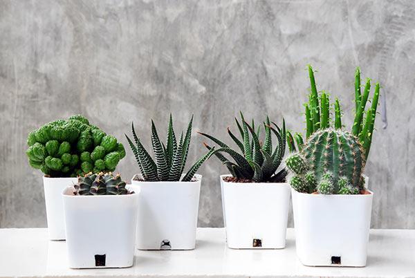 Les succulentes