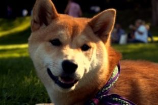 chien content