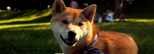chien content