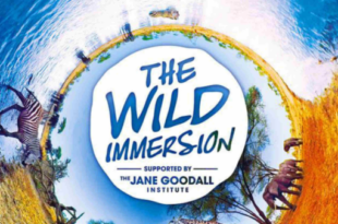 the-wild-immersion-realité-virtuelle-VR