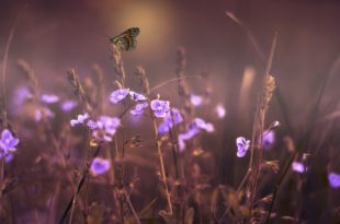 Des parfums à la violette