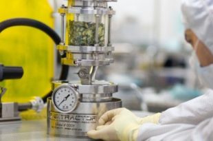 extraction du CBD