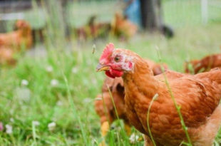 elevage-poulet-jardin book