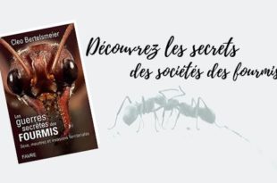 Les guerres secrètes des fourmis Cleo Bertelsmeier