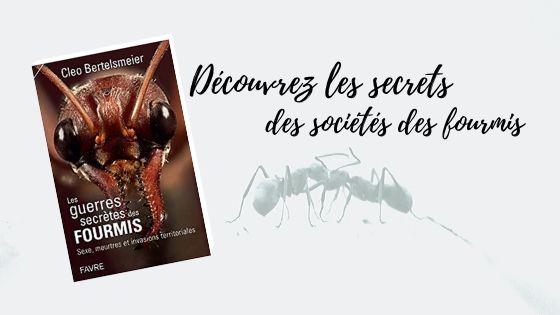 Les guerres secrètes des fourmis Cleo Bertelsmeier