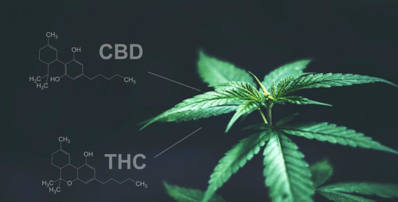 Bienfaits CBD