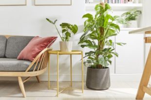 plantes en ligne