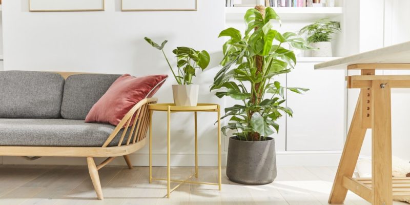 plantes en ligne