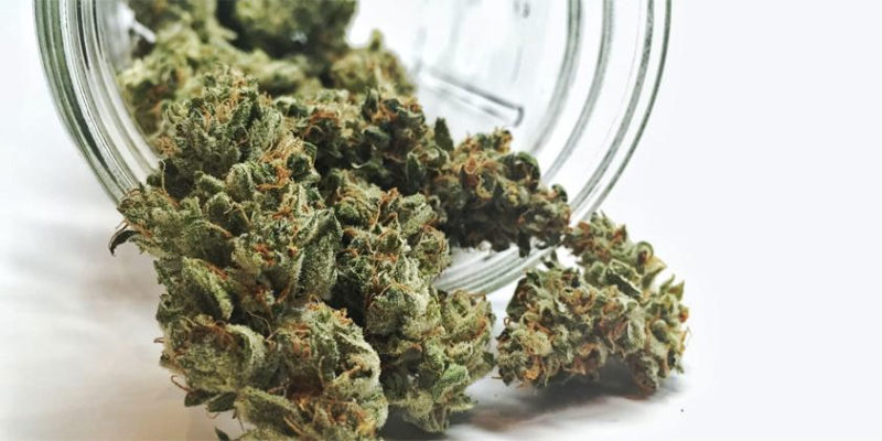 choisir-fleurs-cbd