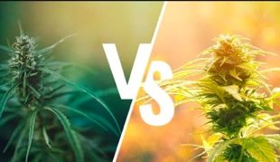 CBD ou huile de chanvre