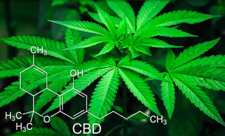 CBD ou huile de chanvre