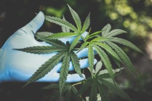 Tout savoir sur le cannabis skunk
