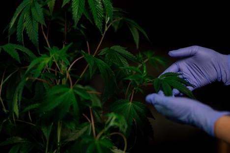 Cannabis