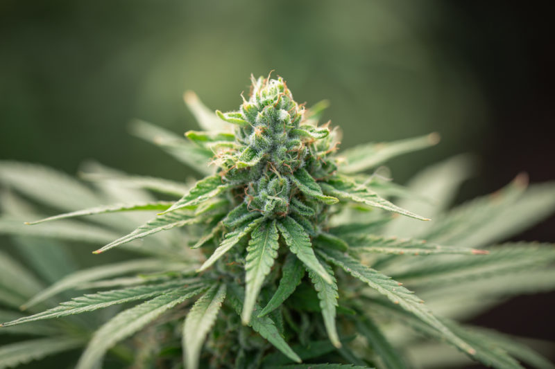 fleurs de CBD