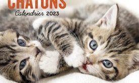 chats-chatons-calendrier-2023-hugo-cie